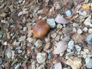 F5F6F721-4A25-408E-A86F-E916981569AF